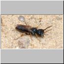 Diodontus minutus - Grabwespe w02 5mm.jpg